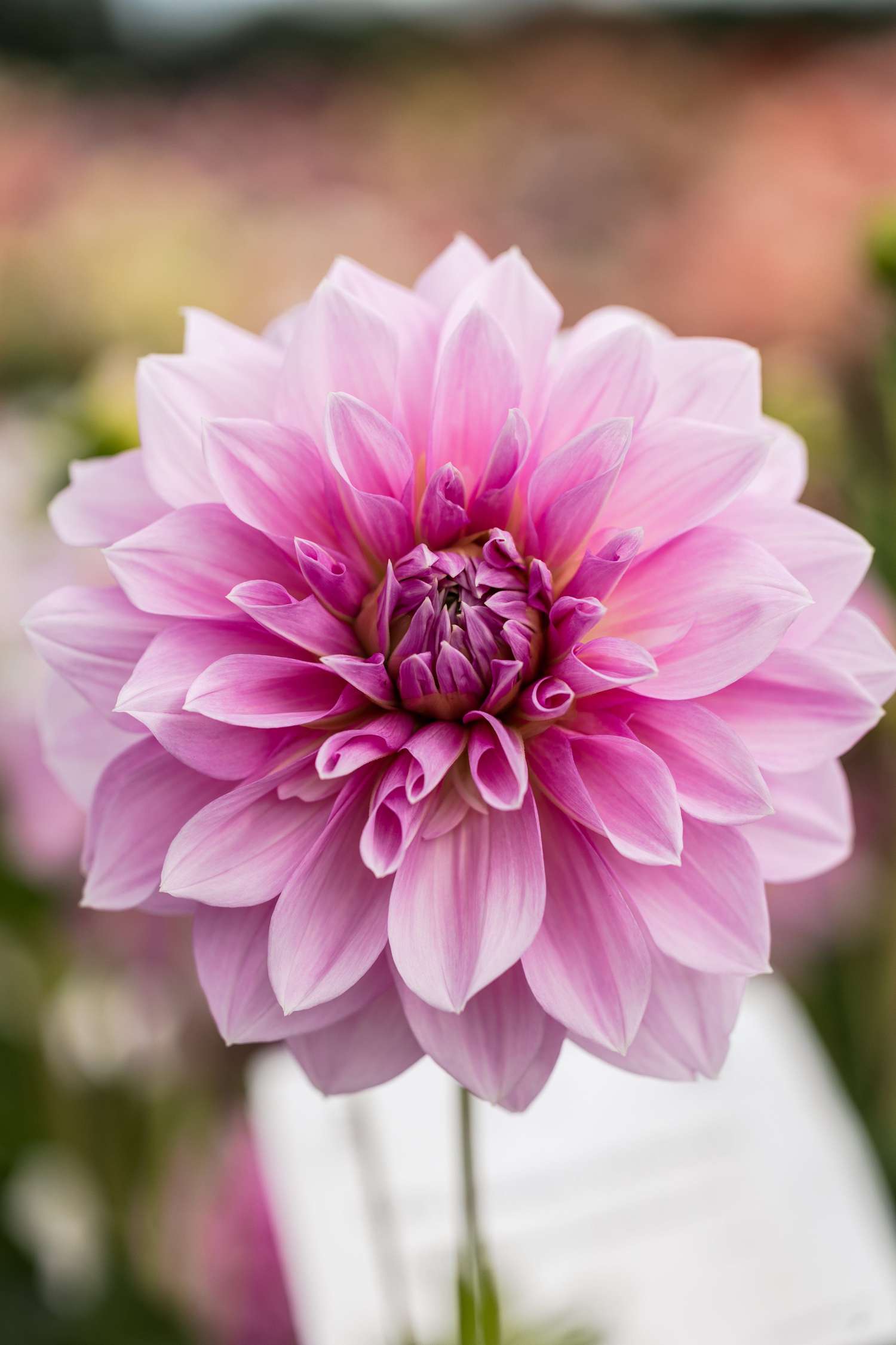 Dahlia 'Lavender Perfection'